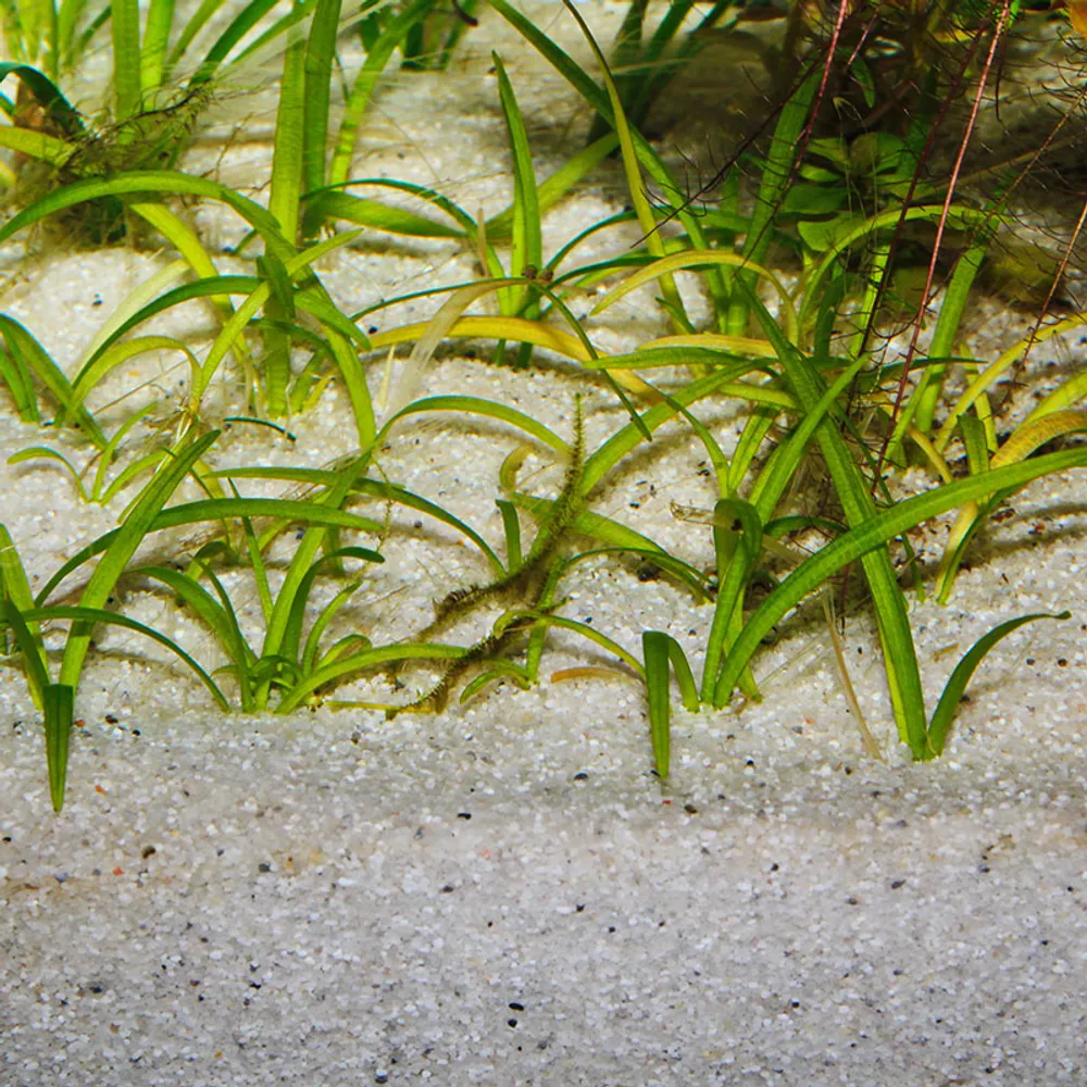 Jbl Sansibar River 10 kg Akvariegrus
